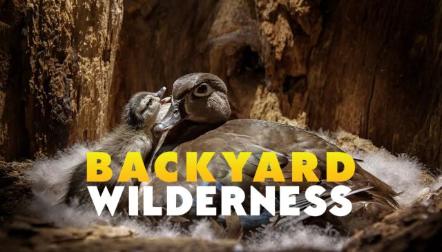Backyard Wilderness