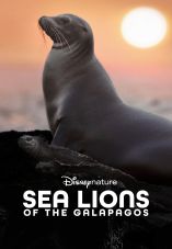 Sea Lions of the Galapagos