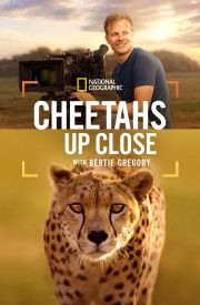 Cheetahs Up Close with Bertie Gregory