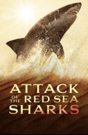 Attack of the Red Sea Sharks