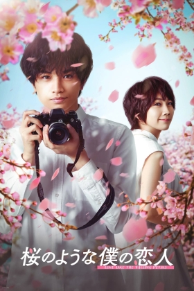 My Dearest, Like a Cherry Blossom