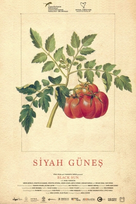 Siyah güneş