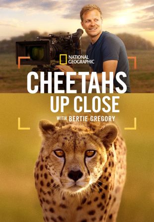 Cheetahs Up Close with Bertie Gregory