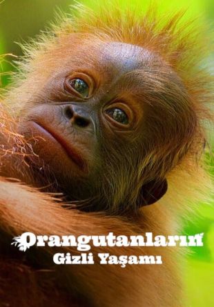 Secret Lives of Orangutans