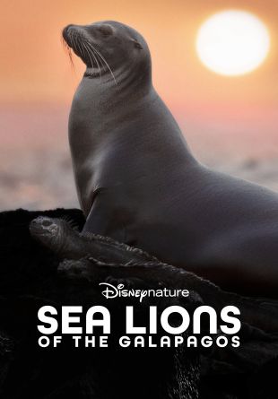 Sea Lions of the Galapagos