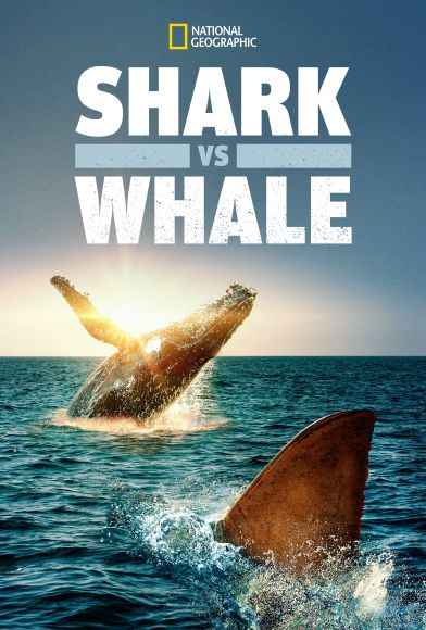 Shark Vs. Whale Fragman