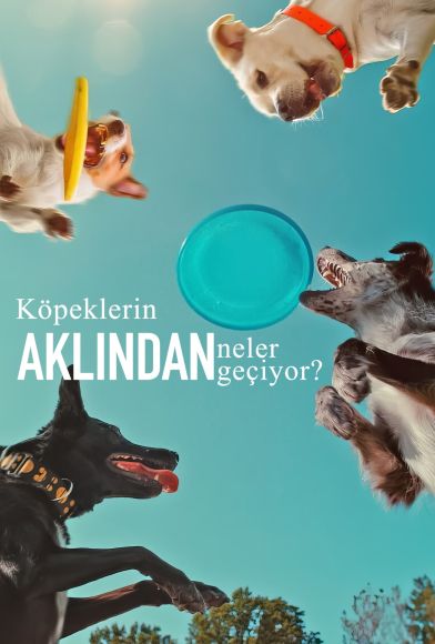 Inside the Mind of a Dog Fragman