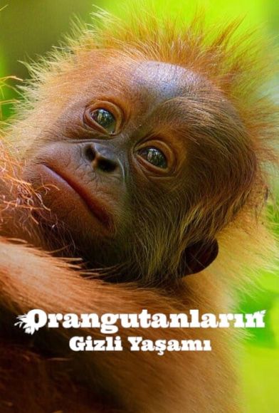 Secret Lives of Orangutans Fragman