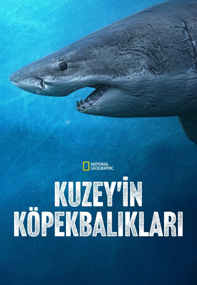 Sharks of the North