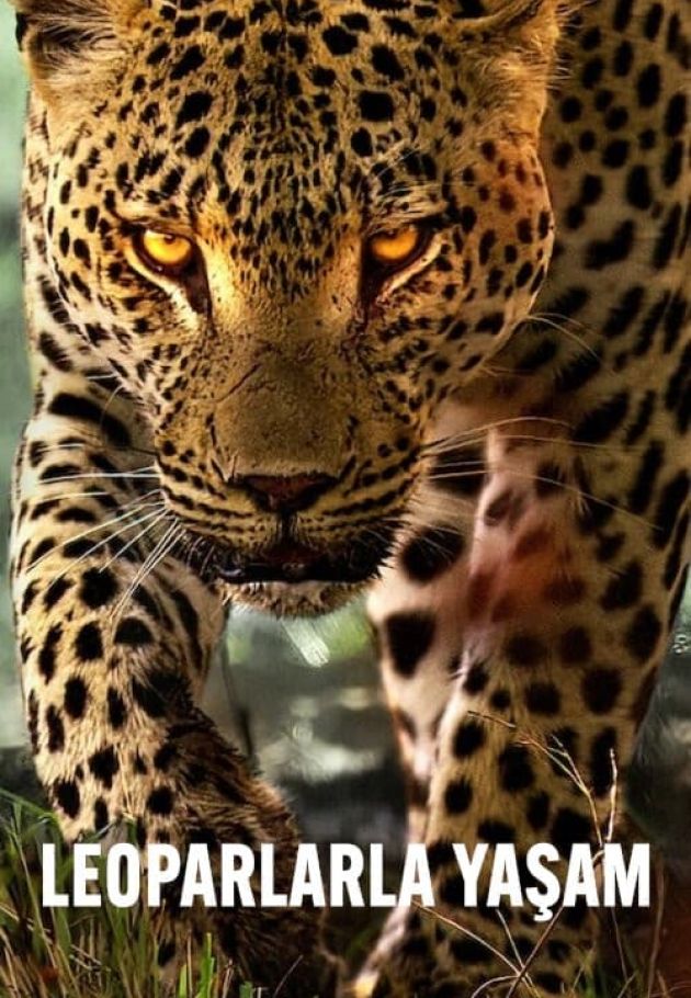 Living with Leopards