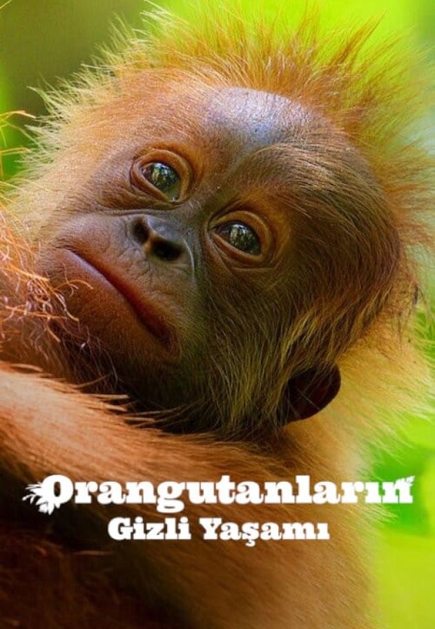 Secret Lives of Orangutans