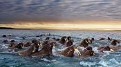 GREAT MIGRATIONS - Das große Wunder der Tierwanderungen - Trailer | National Geographic HD