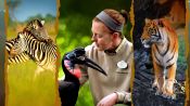 MAGIC OF DISNEY'S ANIMAL KINGDOM Official Trailer (HD)