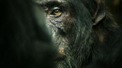 Chimp Empire - Official Trailer [2023]