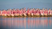 Planet Earth II Fragman