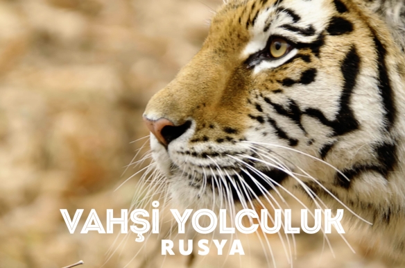 Wild Russia