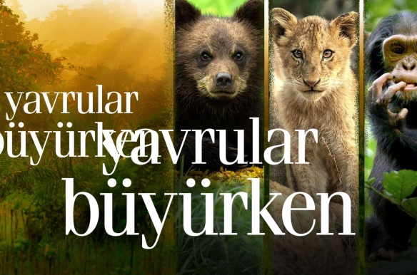 Growing Up Animal