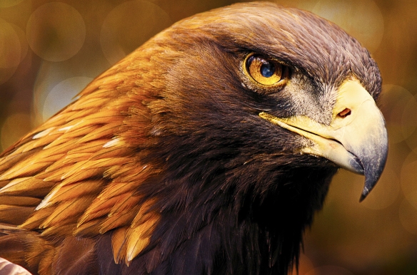 Iberia's Woodlands: Life on the Edge