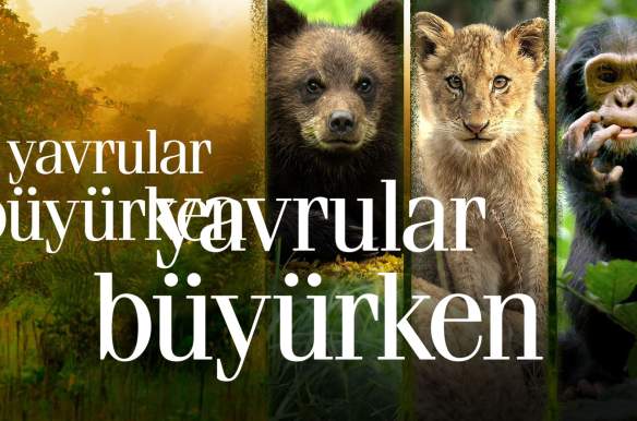 Growing Up Animal
