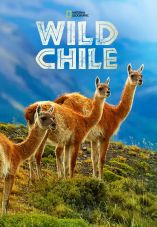 Wild Chile