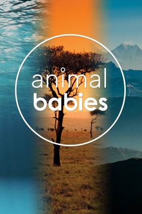 In The Womb: Animal Babies