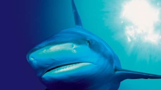 play