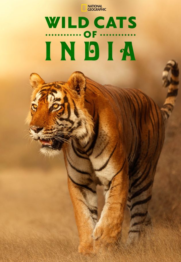 Wild Cats of India