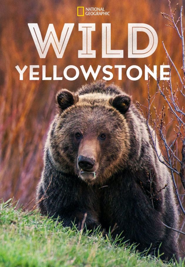 Wild Yellowstone