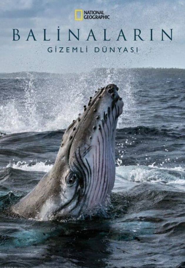 Secrets of the Whales
