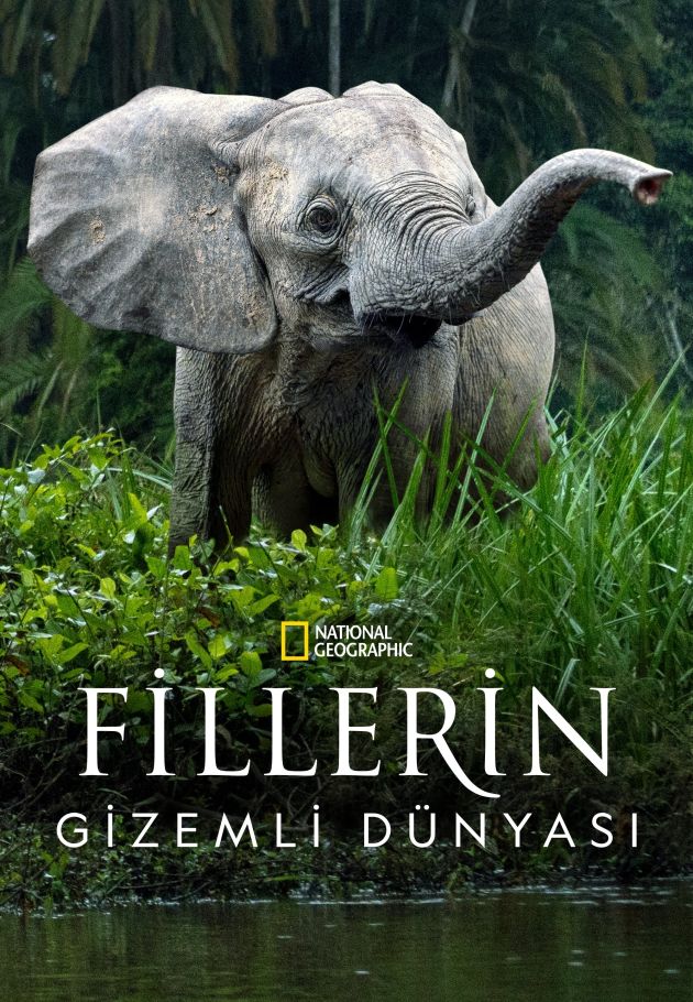 Secrets of the Elephants