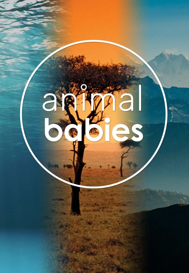 In The Womb: Animal Babies