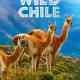 Wild Chile