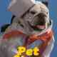 Pet Stars Türkçe Dublaj