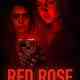 Red Rose
