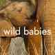 Wild Babies Türkçe Dublaj
