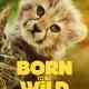 Born to Be Wild