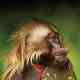 Africa