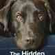 The Hidden Lives of Pets