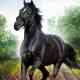The Adventures of Black Beauty