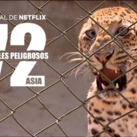 72 Dangerous Animals: Asia
