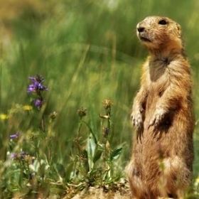 Prairie Dog Manor