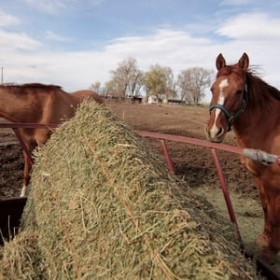 Rocky Mountain Animal Rescue