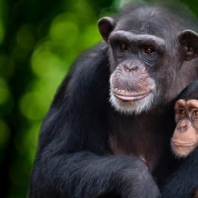 Meet the Chimps