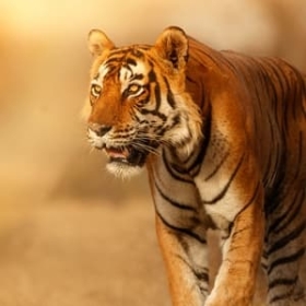 Wild Cats of India