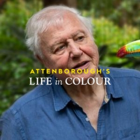 Life in Colour