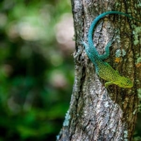 Wild Chile