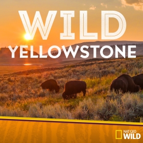 Wild Yellowstone