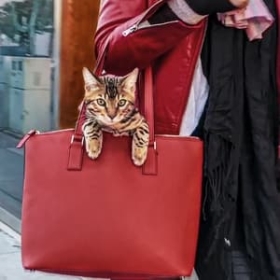 Cat People