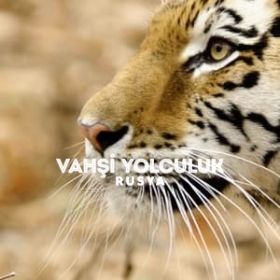 Wild Russia