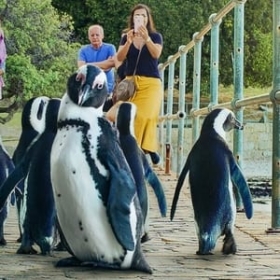 Penguin Town